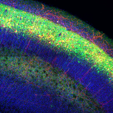 Molecular mechanisgms that drive cortical branching patterns